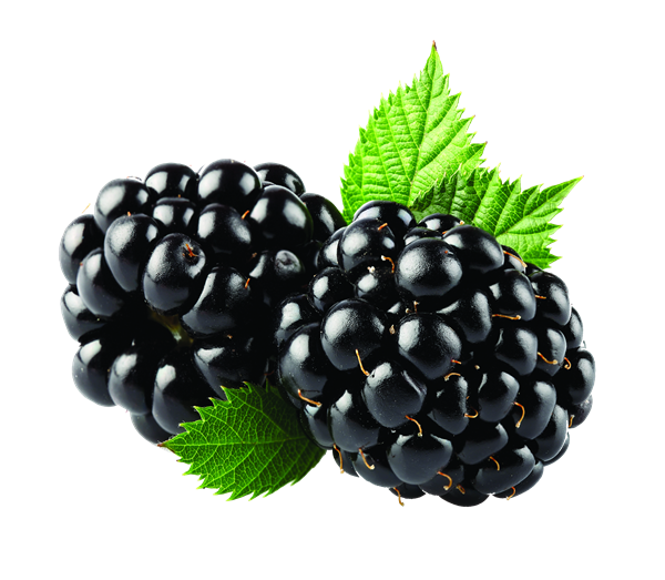 Blackberry Fruit PNG Transparent Image