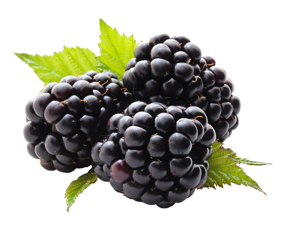 Blackberry Fruit Transparent PNG
