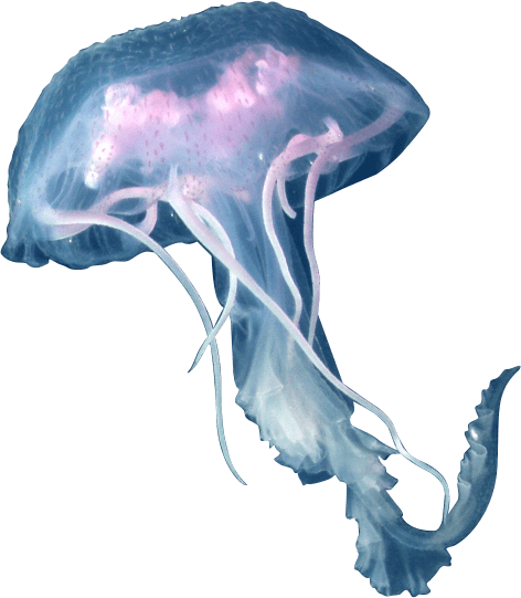 Box Jellyfish PNG Clipart