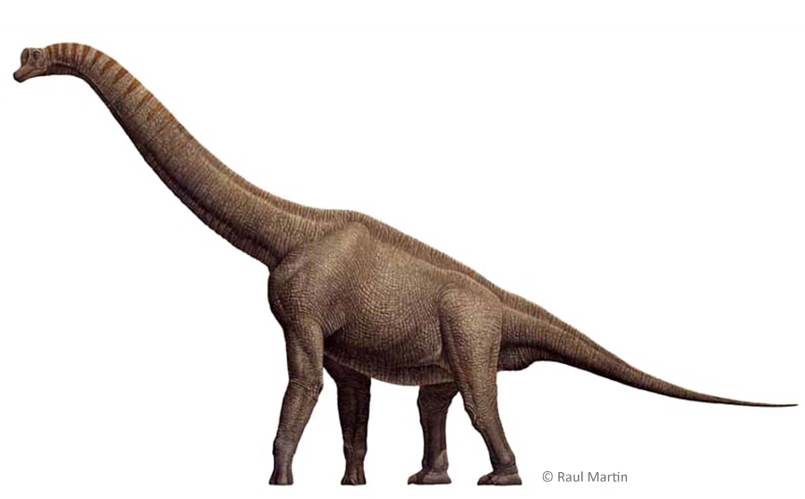 Brachiosaurus PNG скачать бесплатно