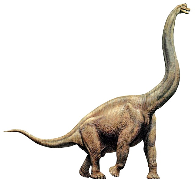 Imagen PNG de braquiosaurus
