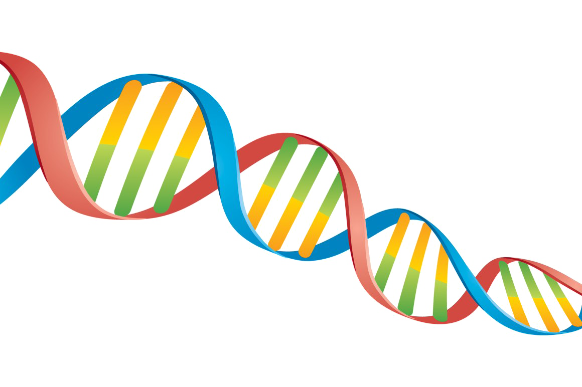 DNA PNG gambar Transparan
