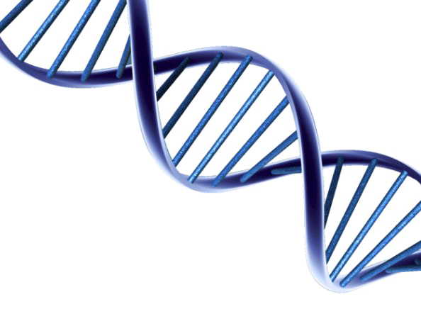 DNA Transparent Background