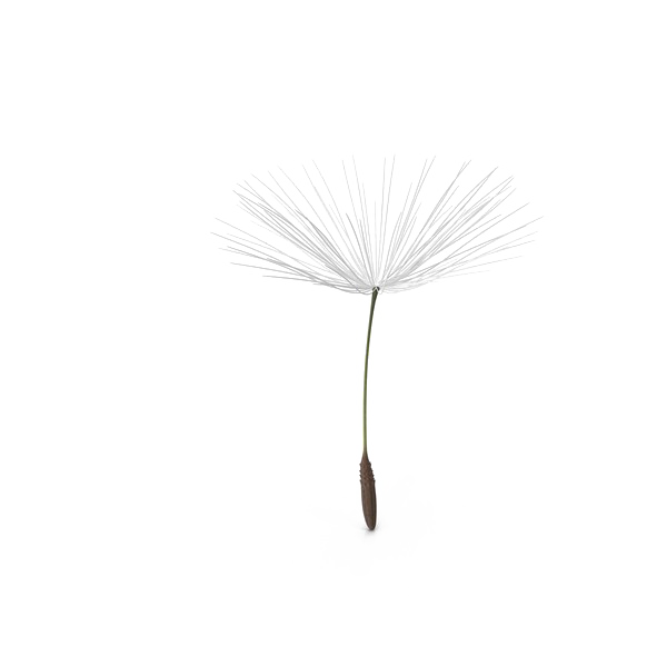 Dandelion PNG Pic