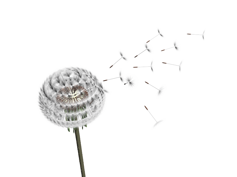 Dandelion transparente PNG