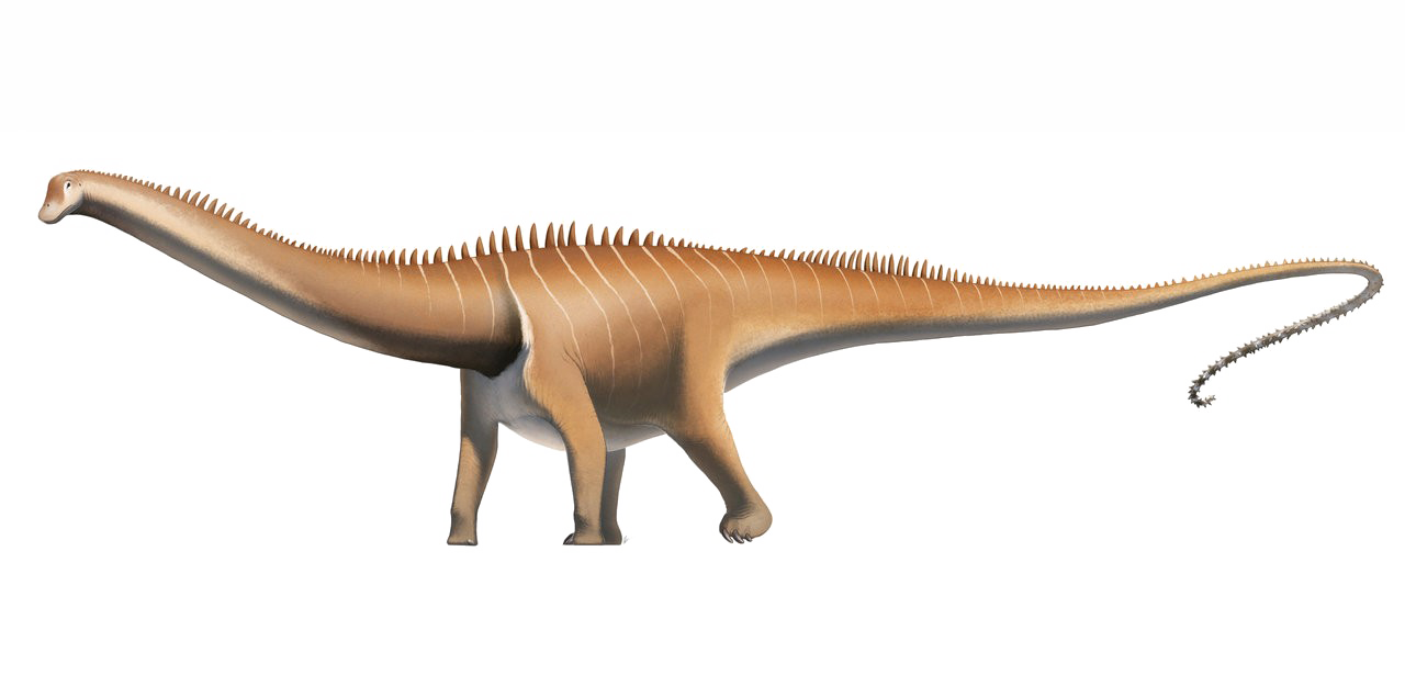 Diplodocus PNG Pic