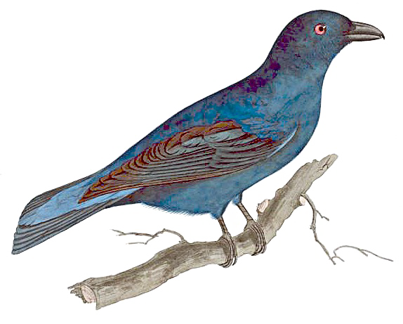 Fairy Bird PNG Image