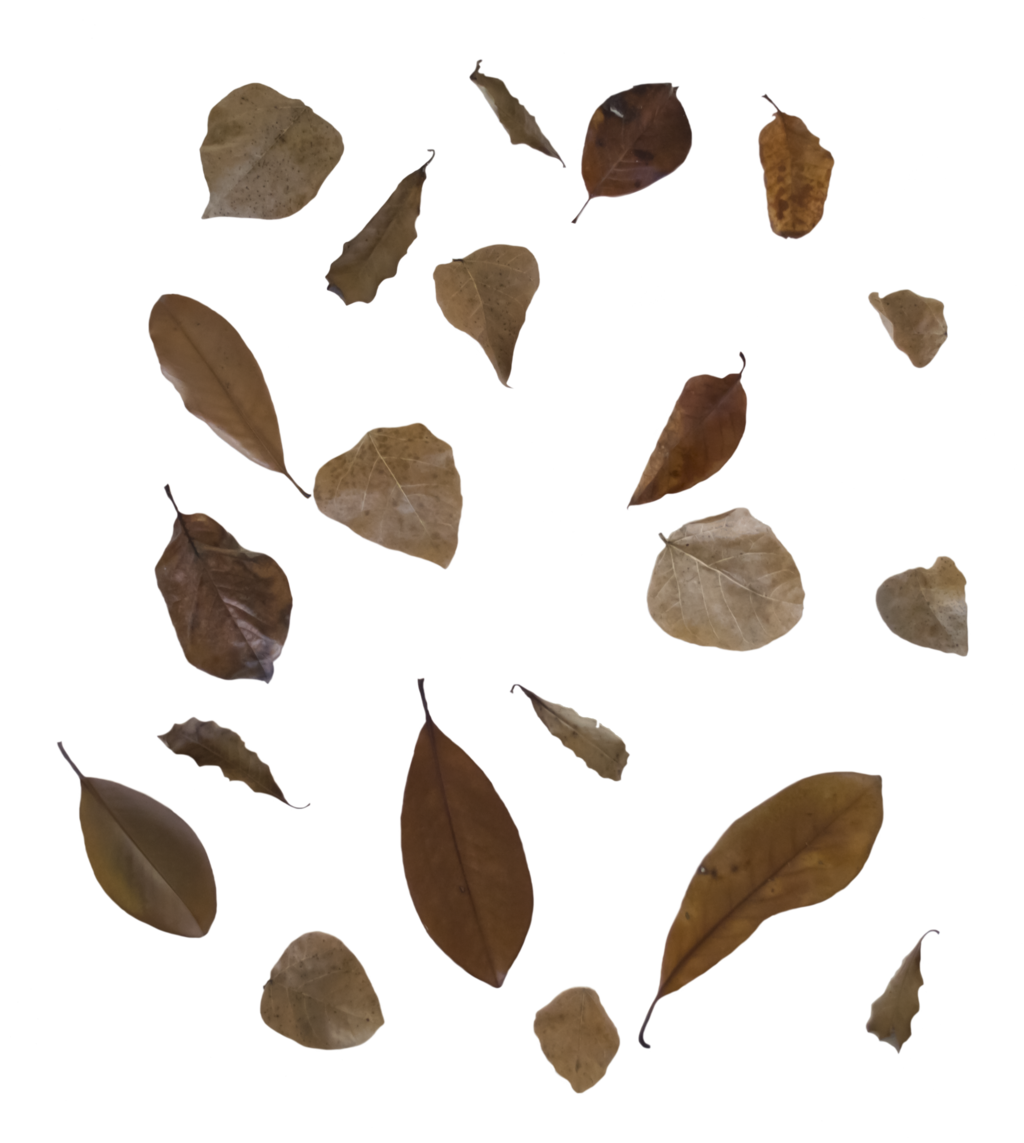 Falling Leaf PNG Transparent Image