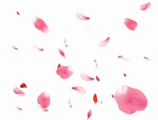 Fallende Blütenblätter PNG Transparentes Bild