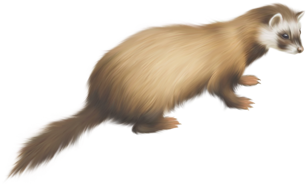 Ferret Background PNG