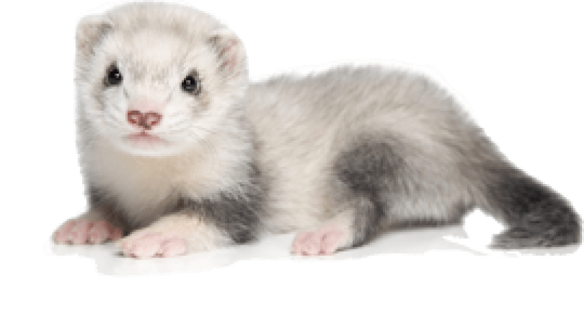 Ferret PNG Picture