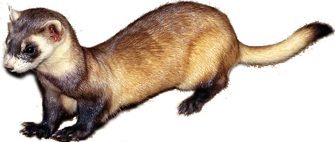 Ferret PNG Transparent Image