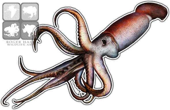 Giant Squid PNG Transparent Image
