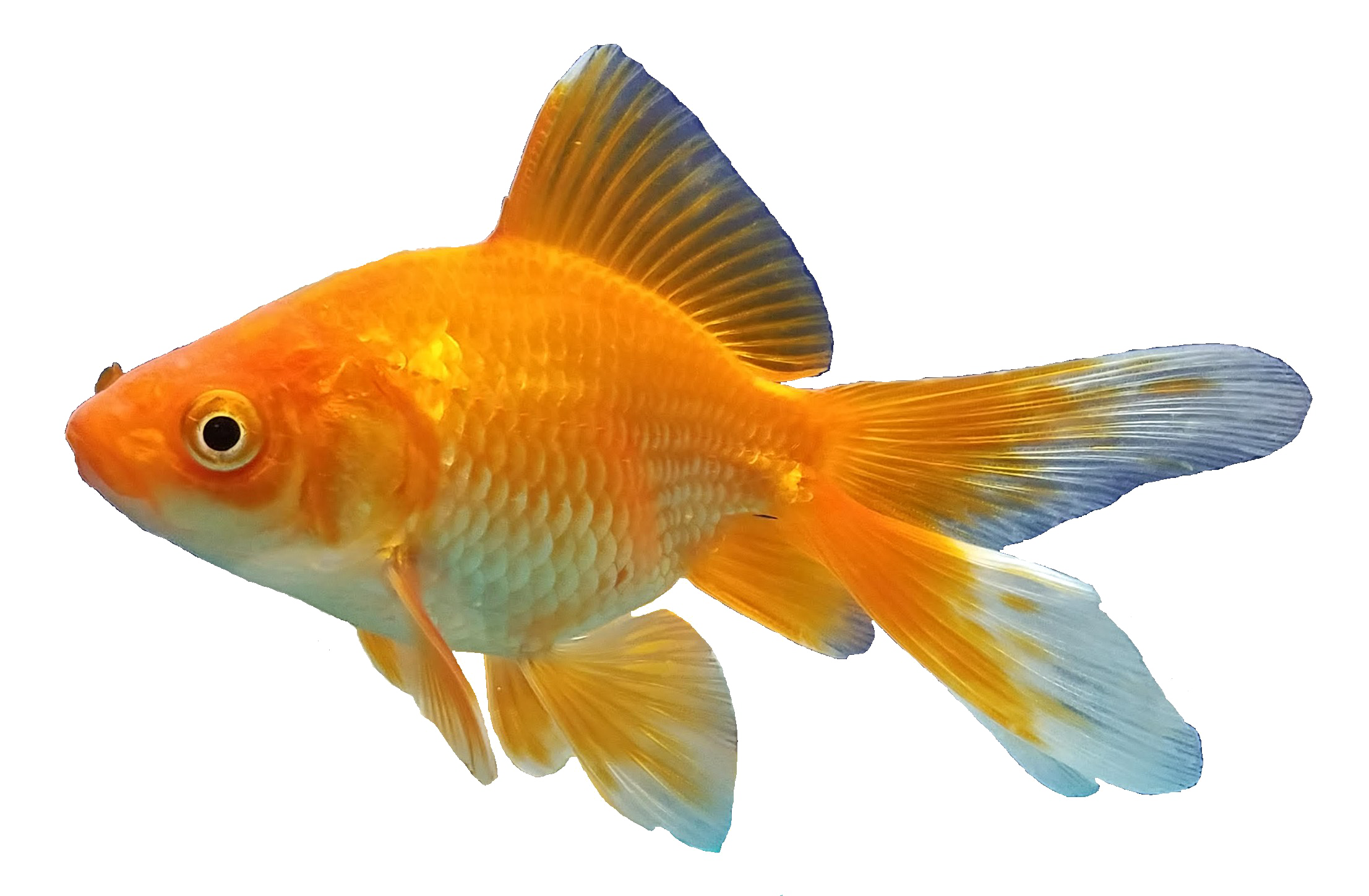 Fond de poisson rouge PNG