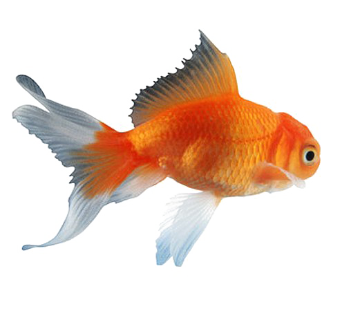 Goldfish PNG Clipart