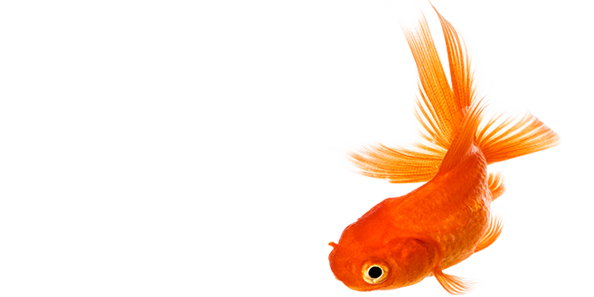 Goldfish PNG File