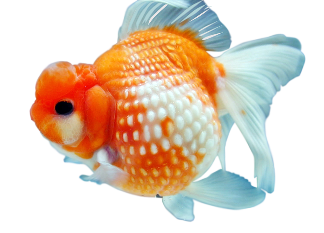 Goldfish PNG Télécharger Gratuit