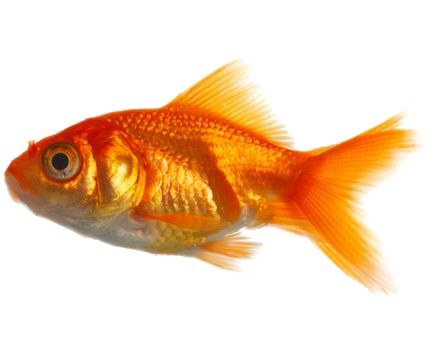 Goldfish PNG Transparent Image