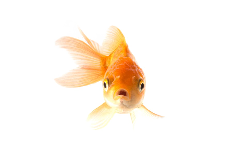 Goldfish PNG Transparent Picture