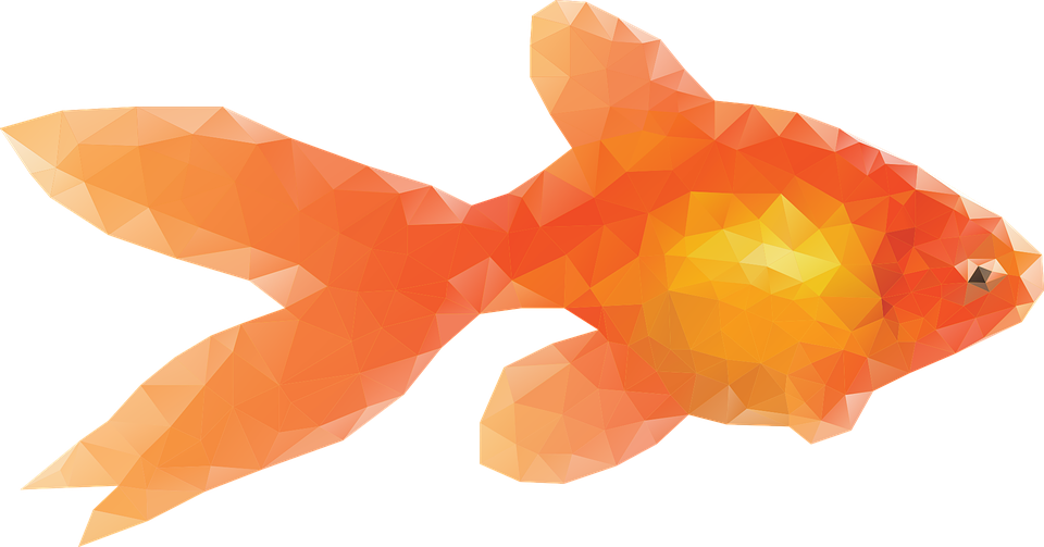 Goldfish Transparent Background