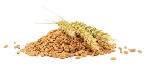 Grain PNG File