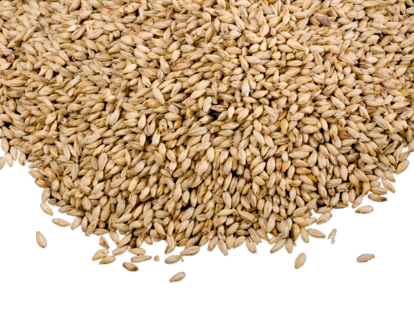 Grain PNG Photo