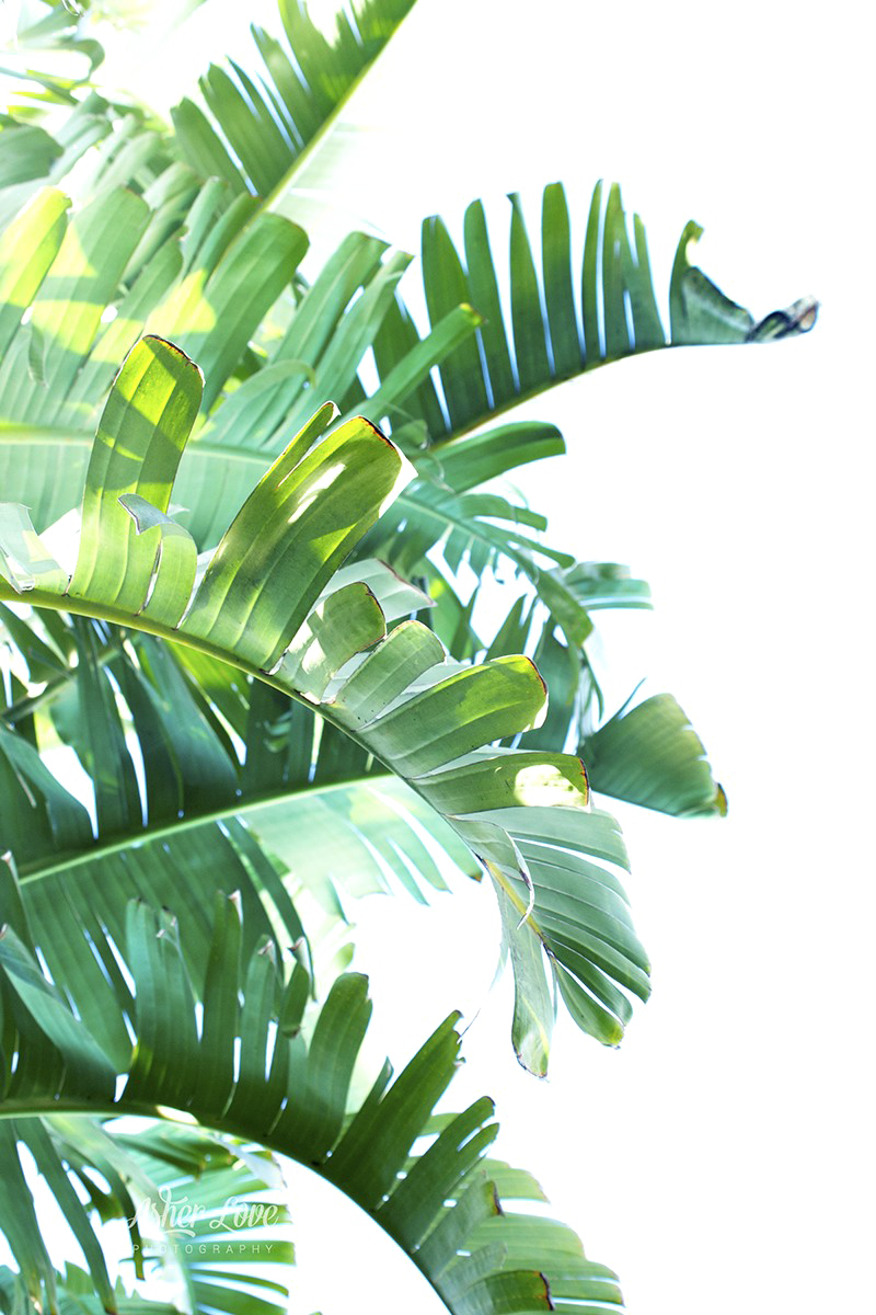 Groen blad PNG Clipart