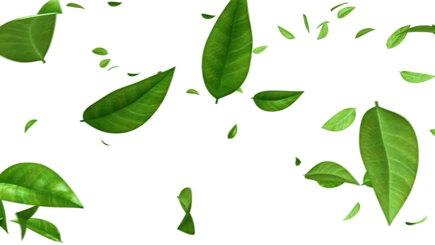 Green Leaf PNG Photos