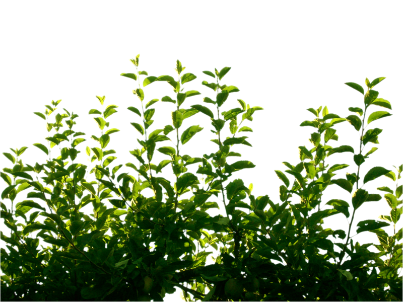 Green Leaf PNG Pic