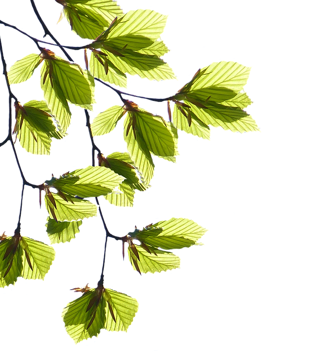 Green Leaf PNG Transparent Image