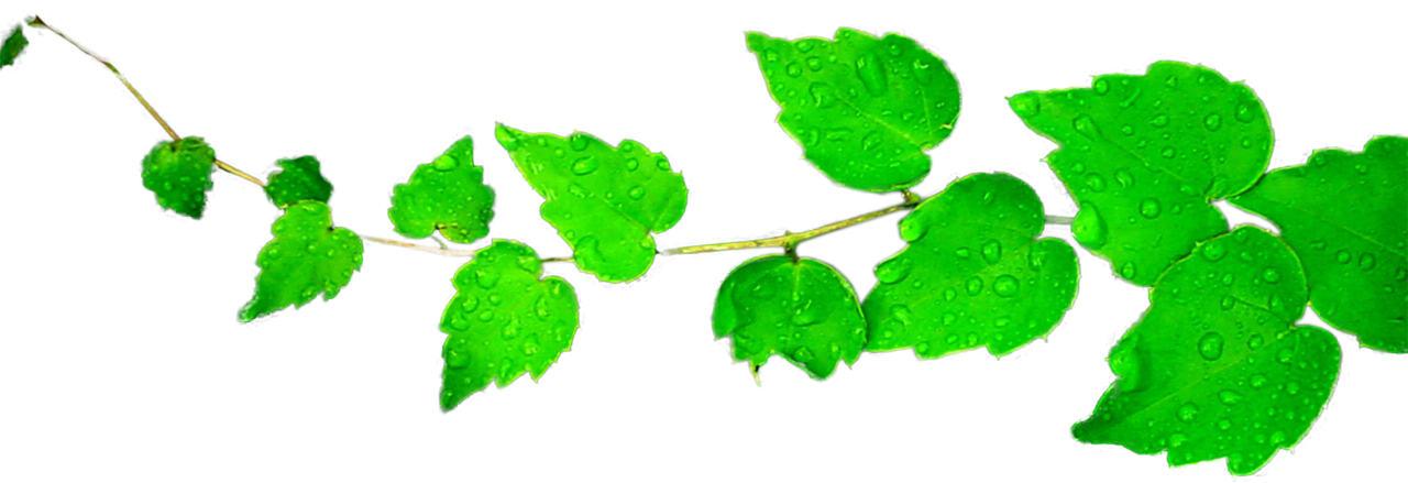 Green Leaf PNG Transparent Picture