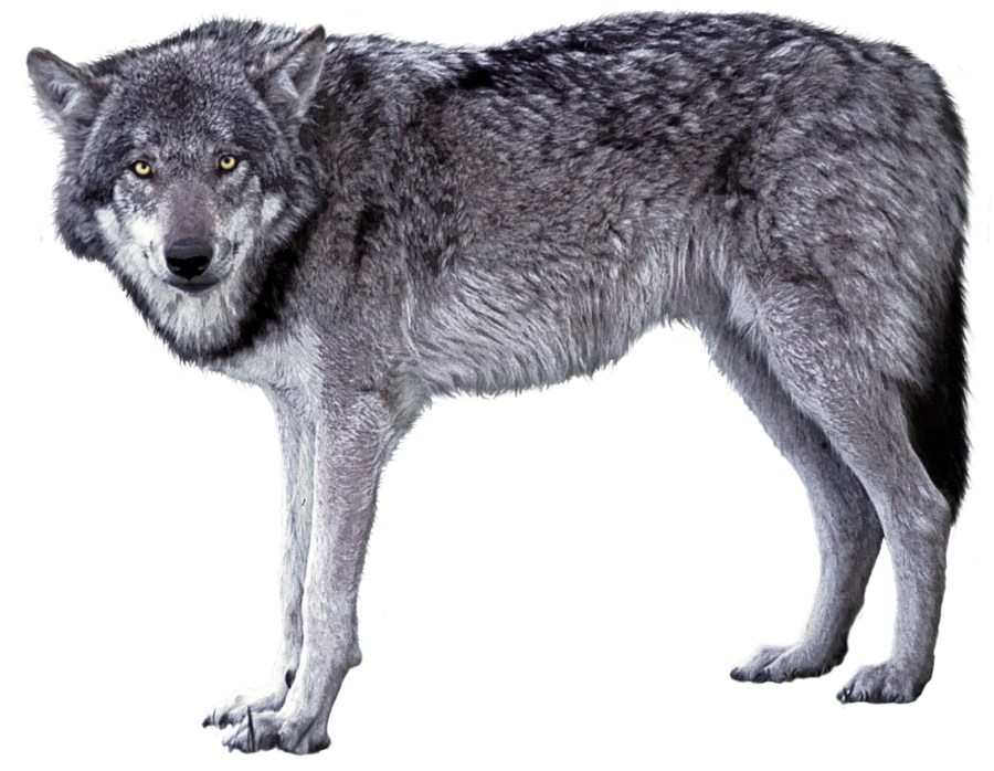 Gambar Grey Wolf PNG
