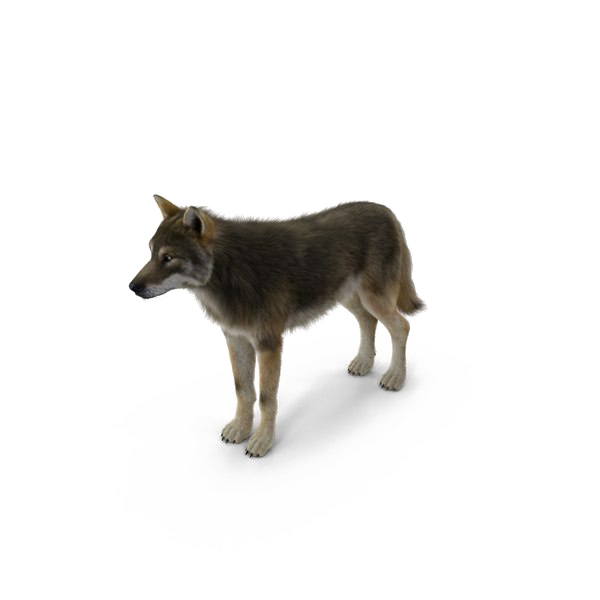 Grey Wolf PNG Pic