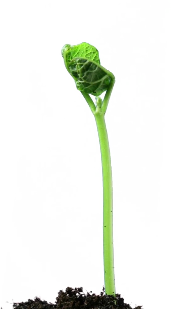 Растущее растение PNG фото