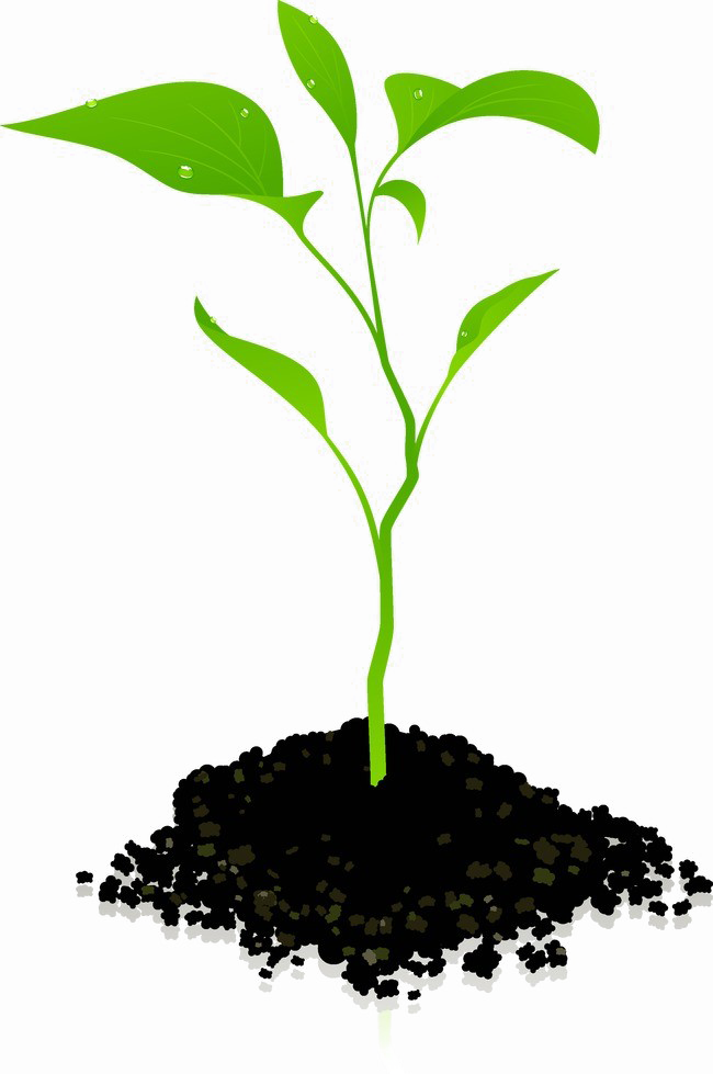 Growing Plant PNG Photos