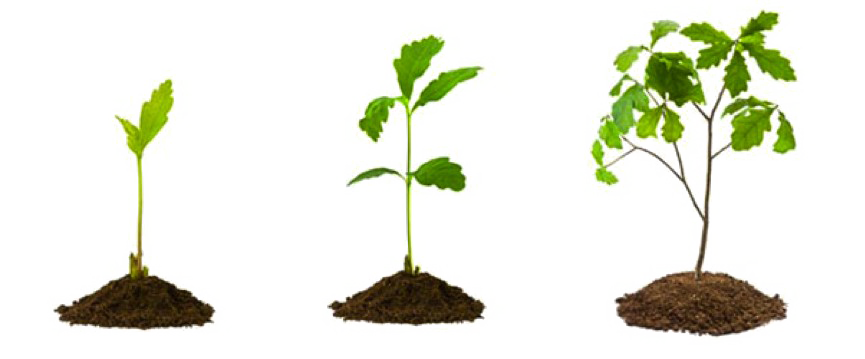 نمو النبات PNG الصورة