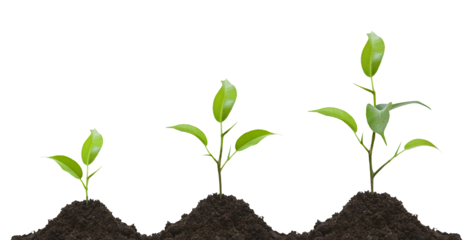 Büyüyen bitki PNG şeffaf görüntü