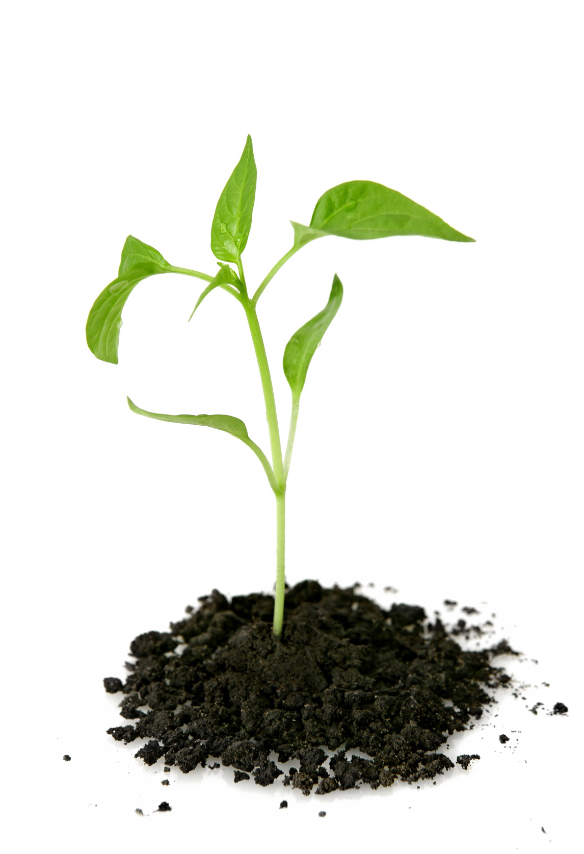 Growing Plant PNG Transparent Picture