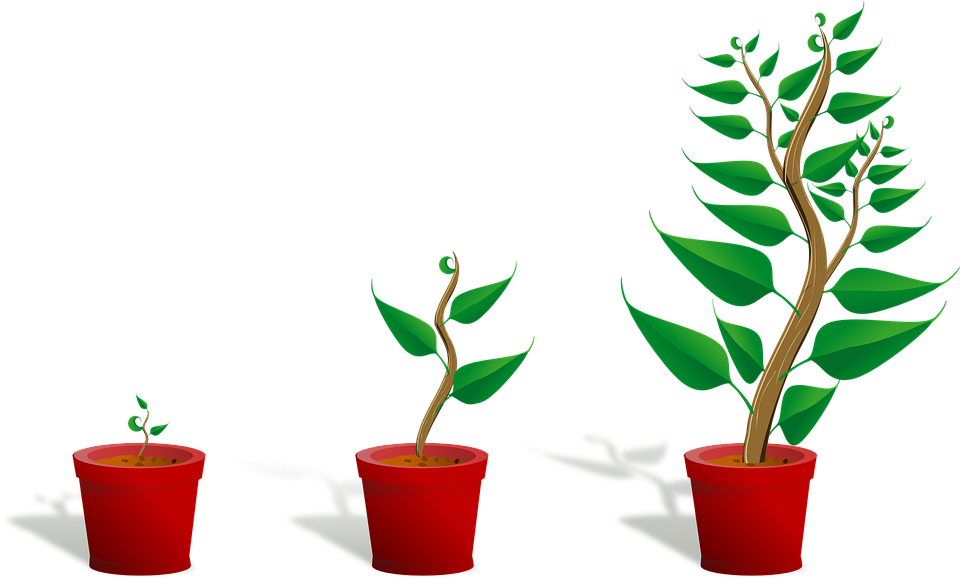 Büyüyen bitki PNG şeffaf
