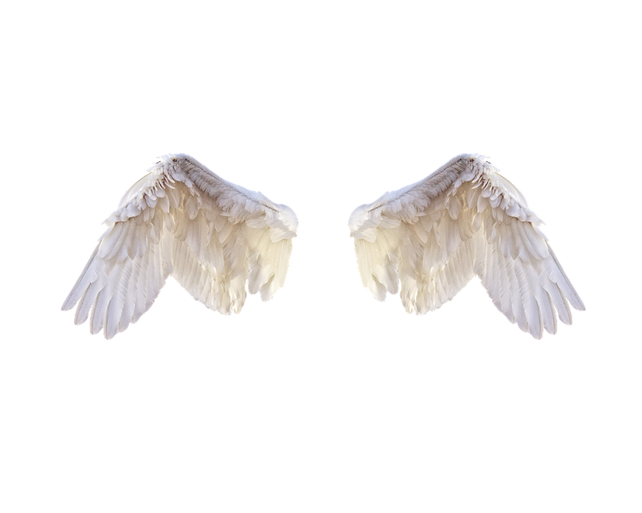 Half Wings PNG Photo