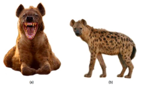 Hyena PNG Free Download