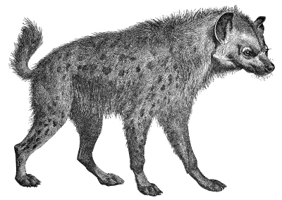 Hyena PNG Transparent Image