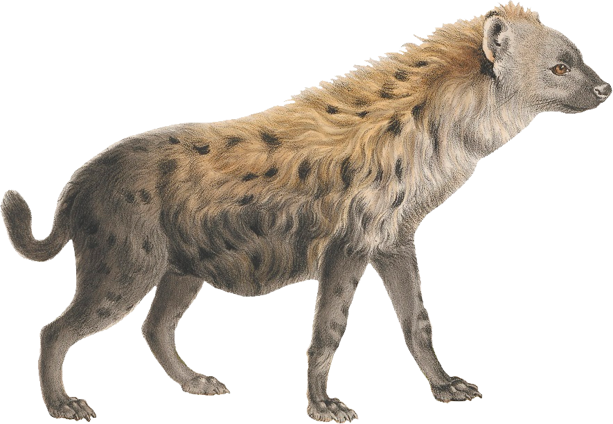 Hyena Transparent PNG
