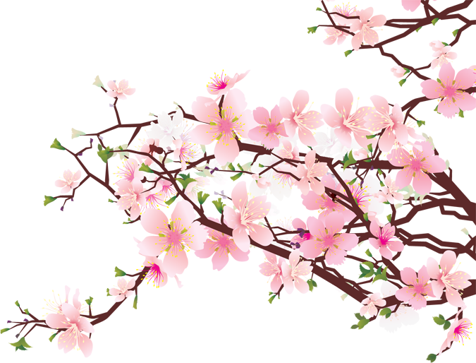 Clipart de cerisier en fleurs japonais
