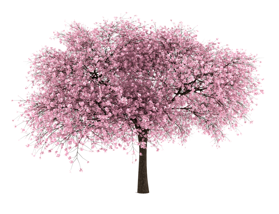 Japanese Flowering Cherry PNG File