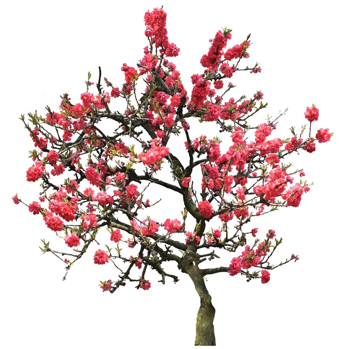Japanese Flowering Cherry PNG Image