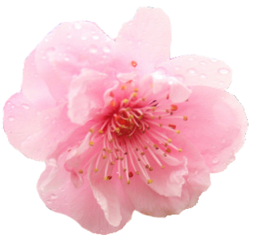 Photo de floraison japonaise cerise PNG
