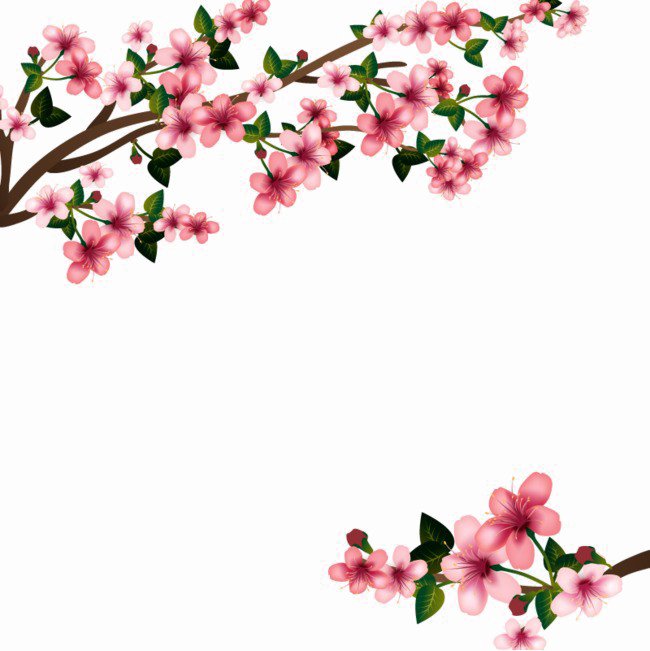 Japanese Flowering Cherry PNG Transparent Image