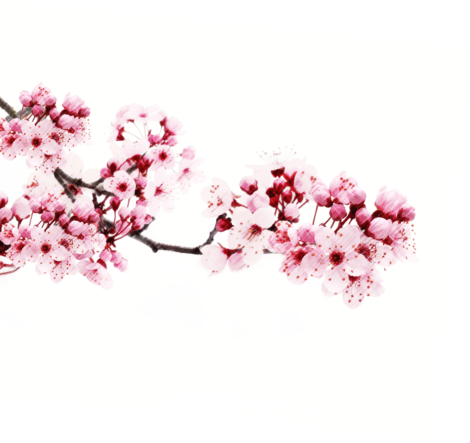 Japanese Flowering Cherry PNG Transparent Picture