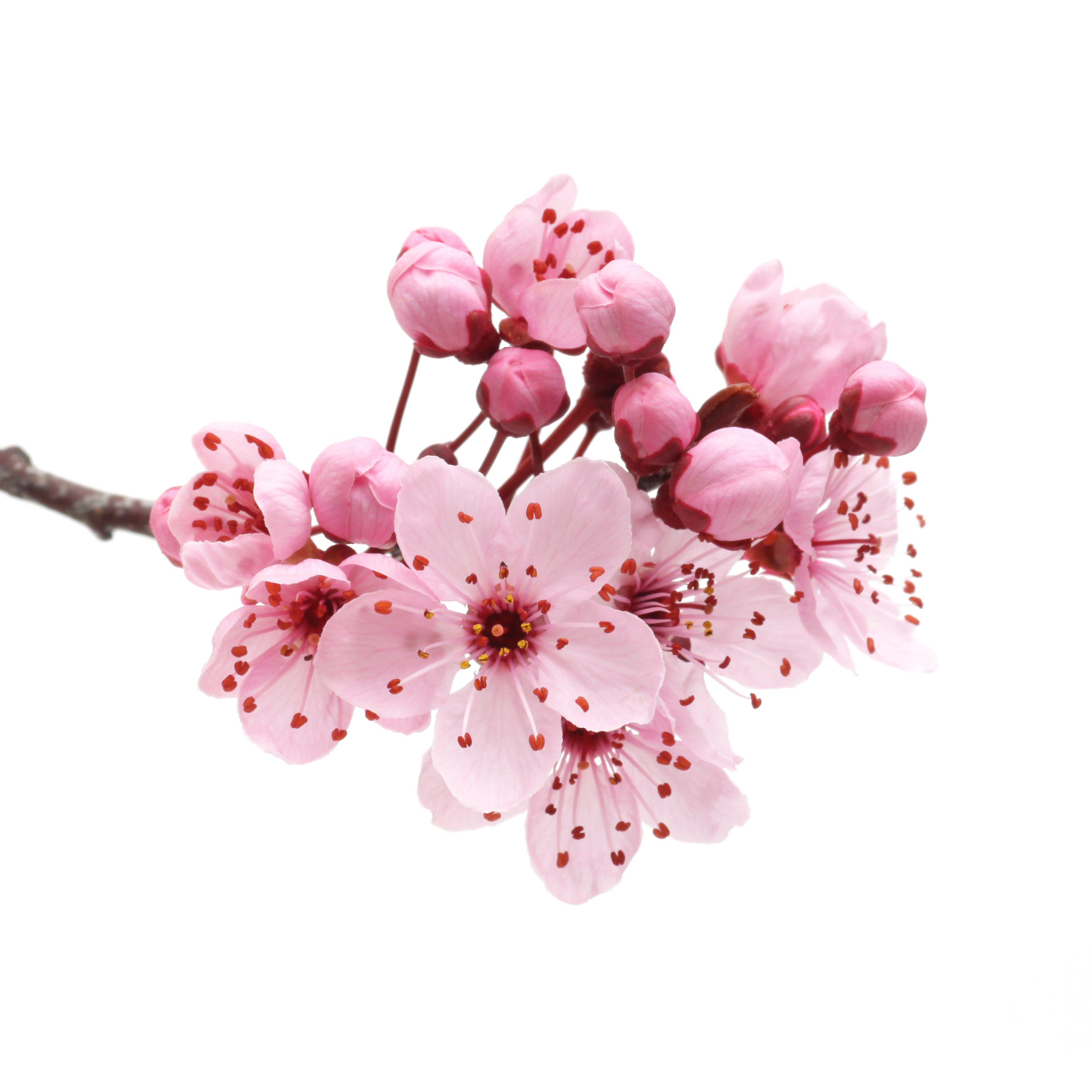 Japanese flowering cherry PNG transparent